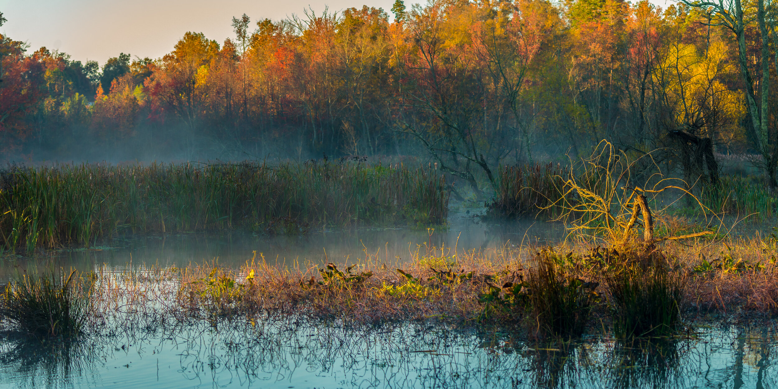 beaver pond with bent tree in sunlight