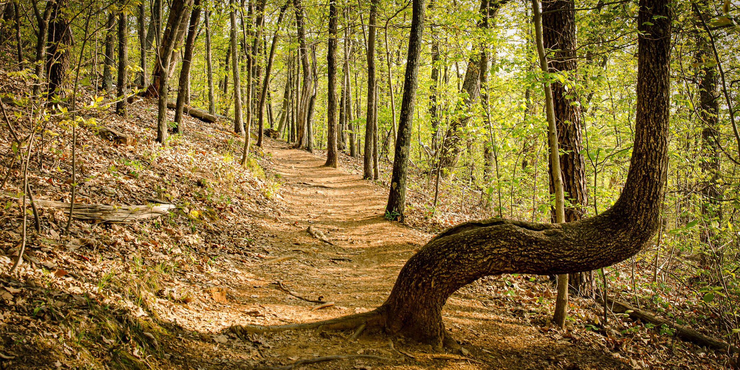 bent tree evokes childhood memory