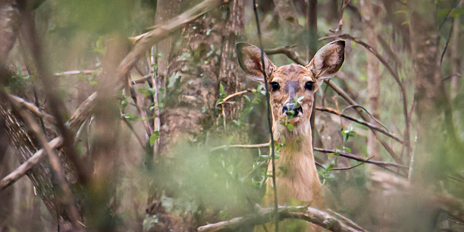 deer watching