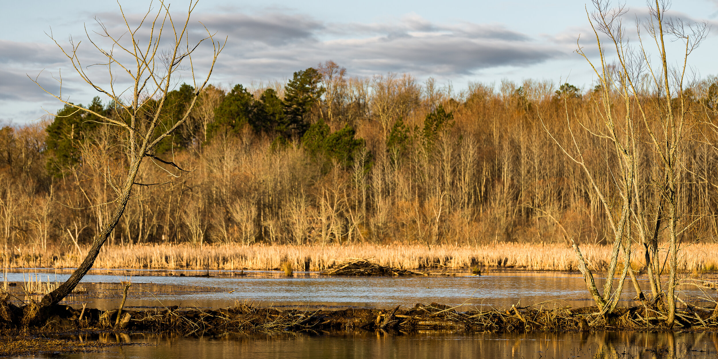 beaver ponds in winter