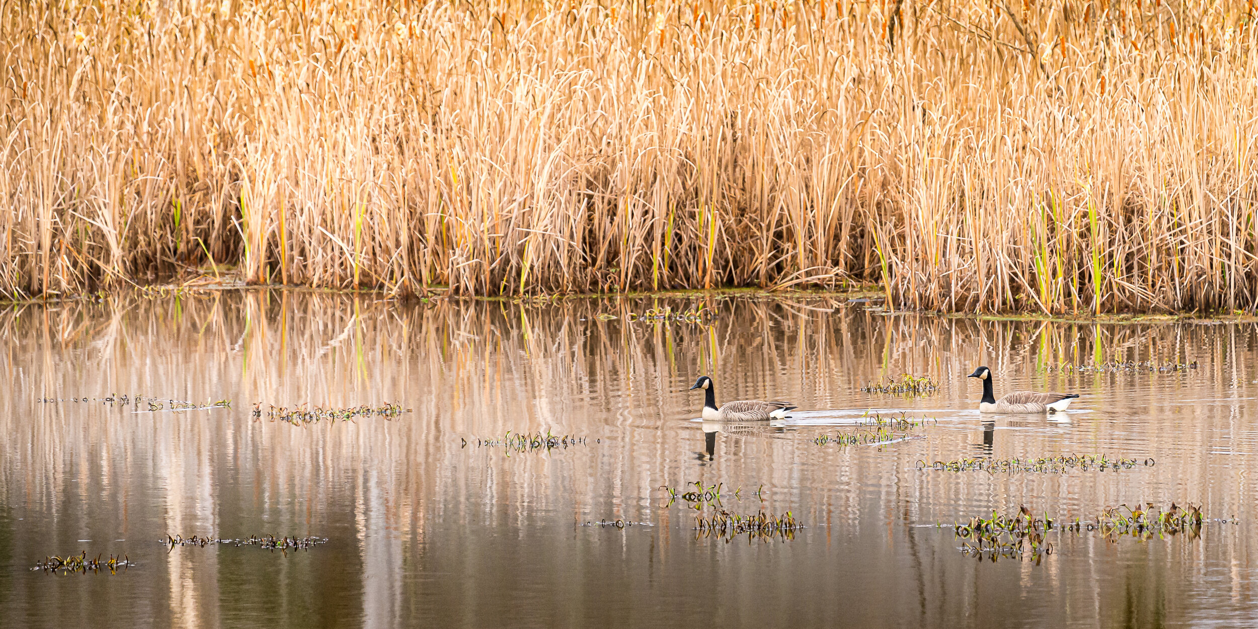 two geese in quiet backwaters