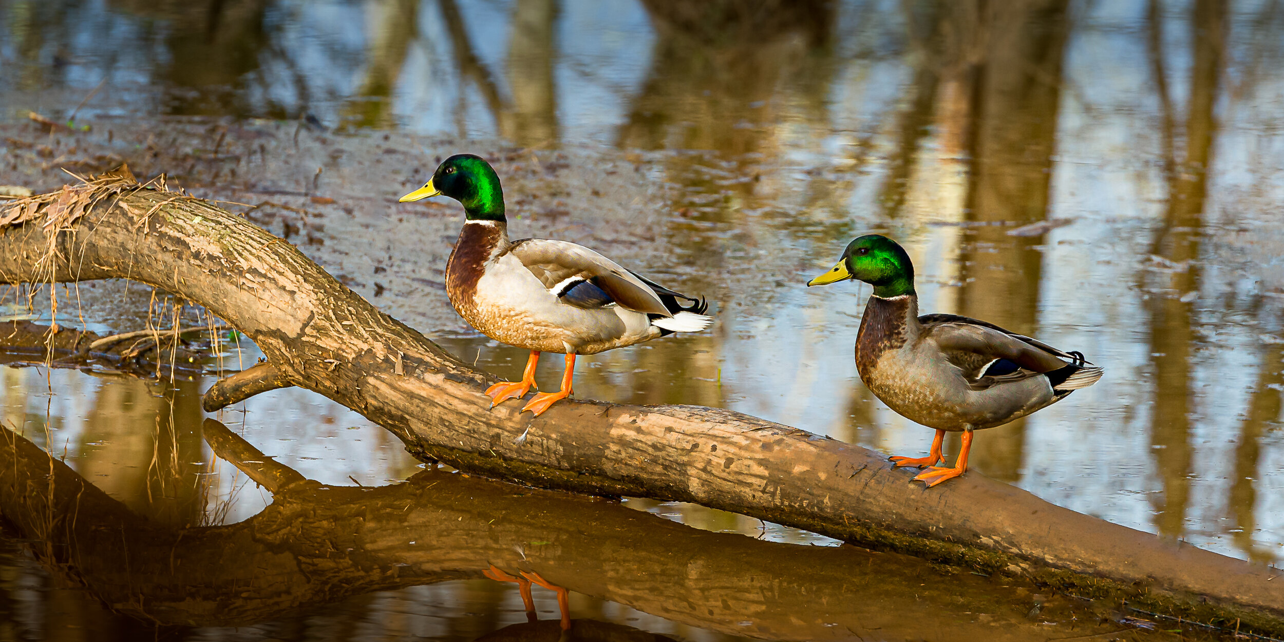 two ducks on a log