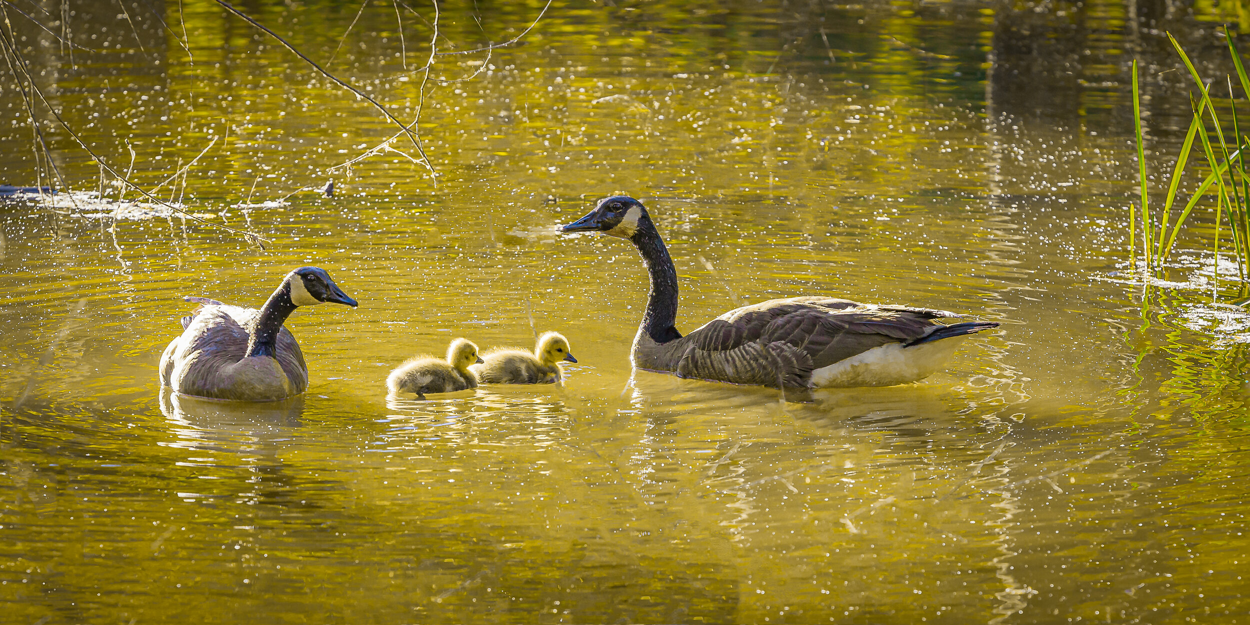 family of geese in sunlit backwaters