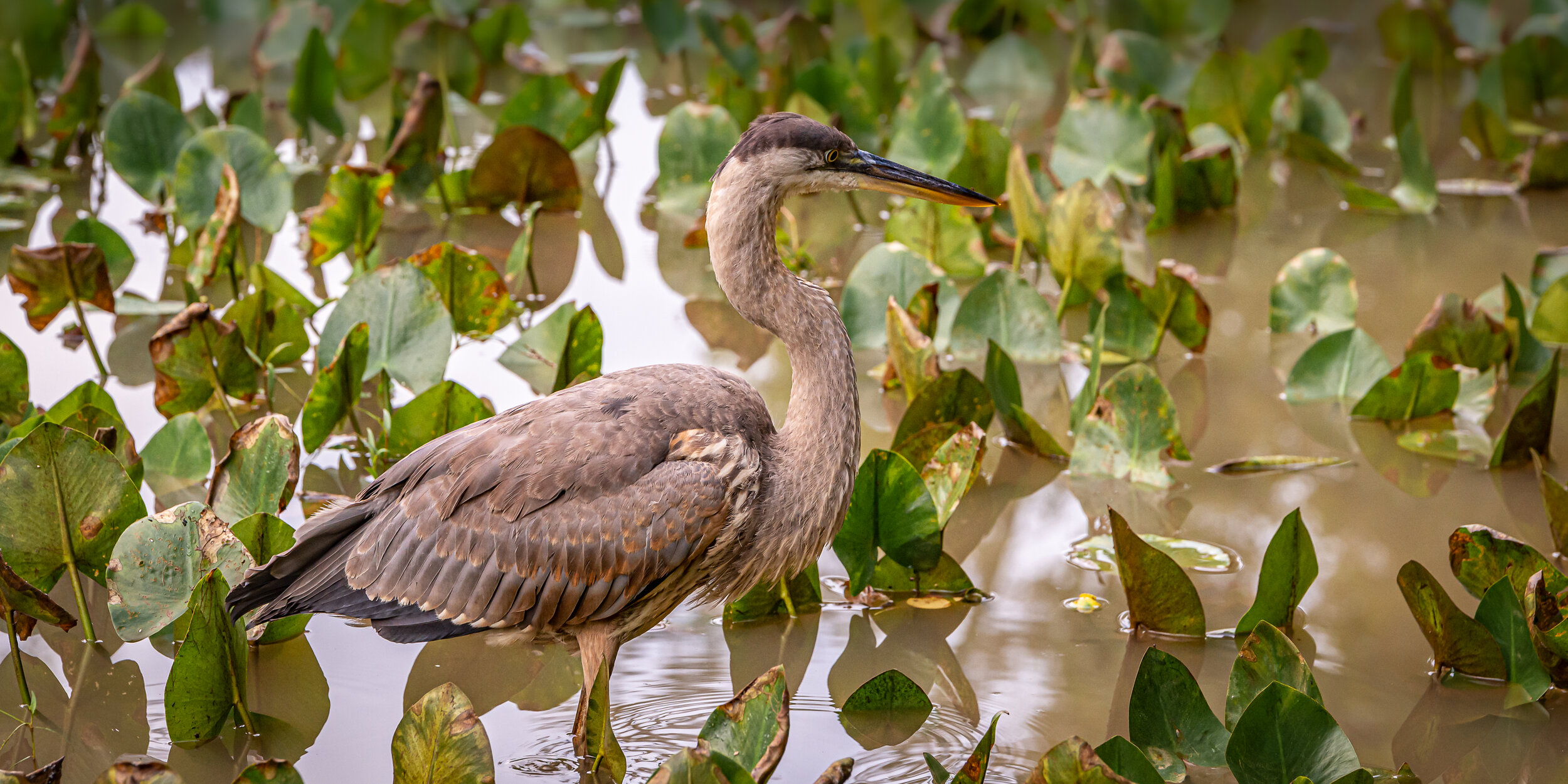 closest I've ever been to a heron