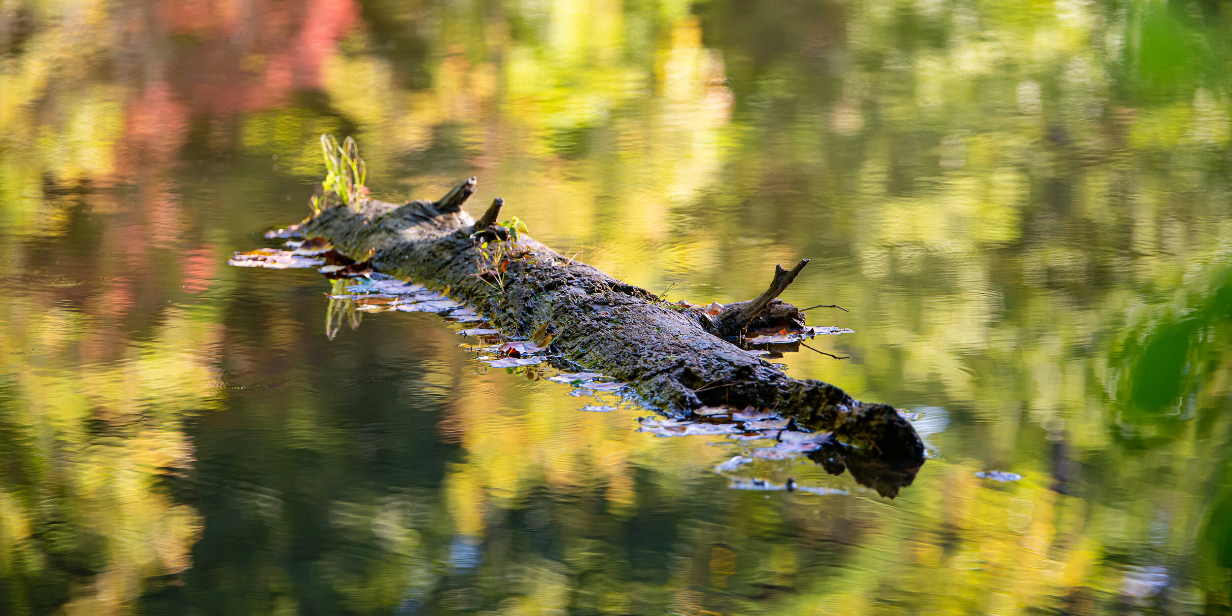 log in the lake