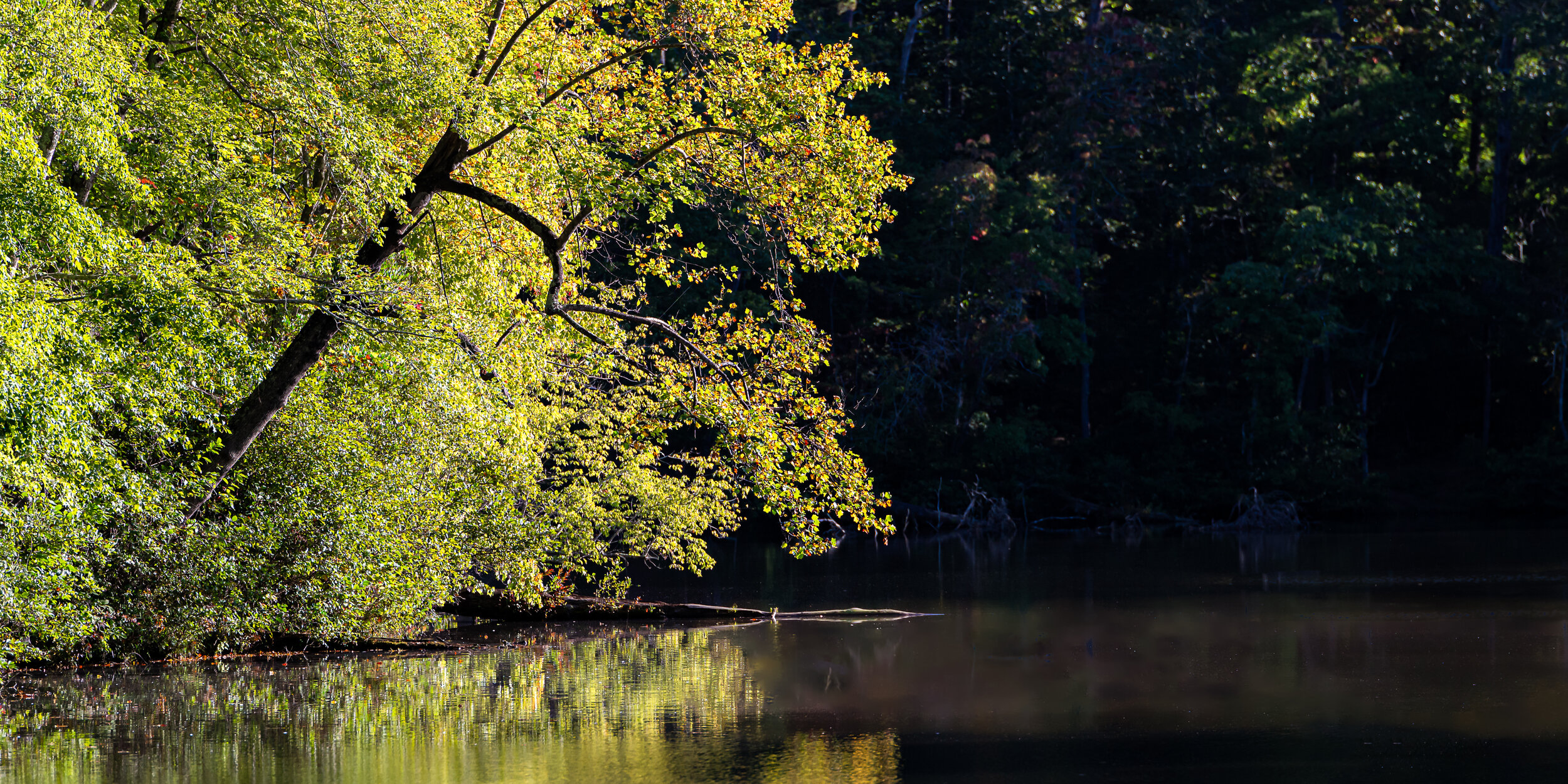 sunlit tree reaches out over lake placid