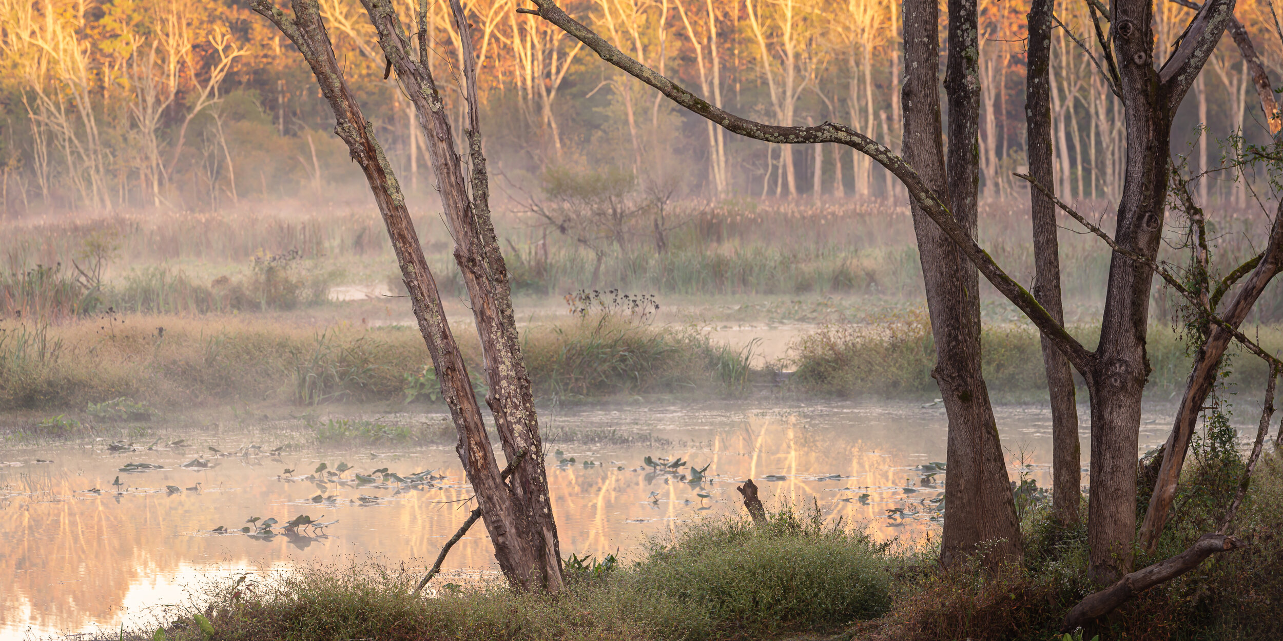 beaver ponds through the trees