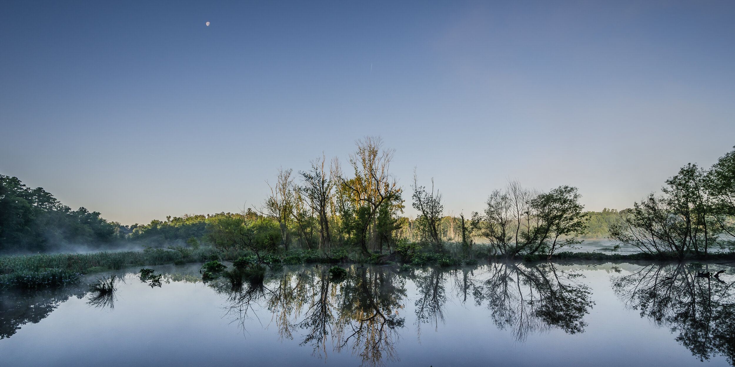 wide view of beaver pond and heron nests tree stand - may 2012