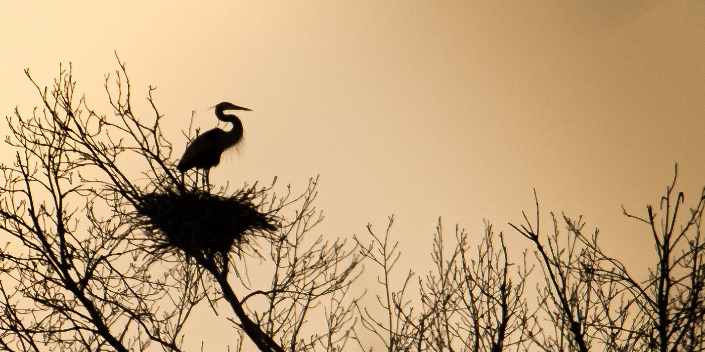 heron on tree-top nest in silhouette - Dec 2015