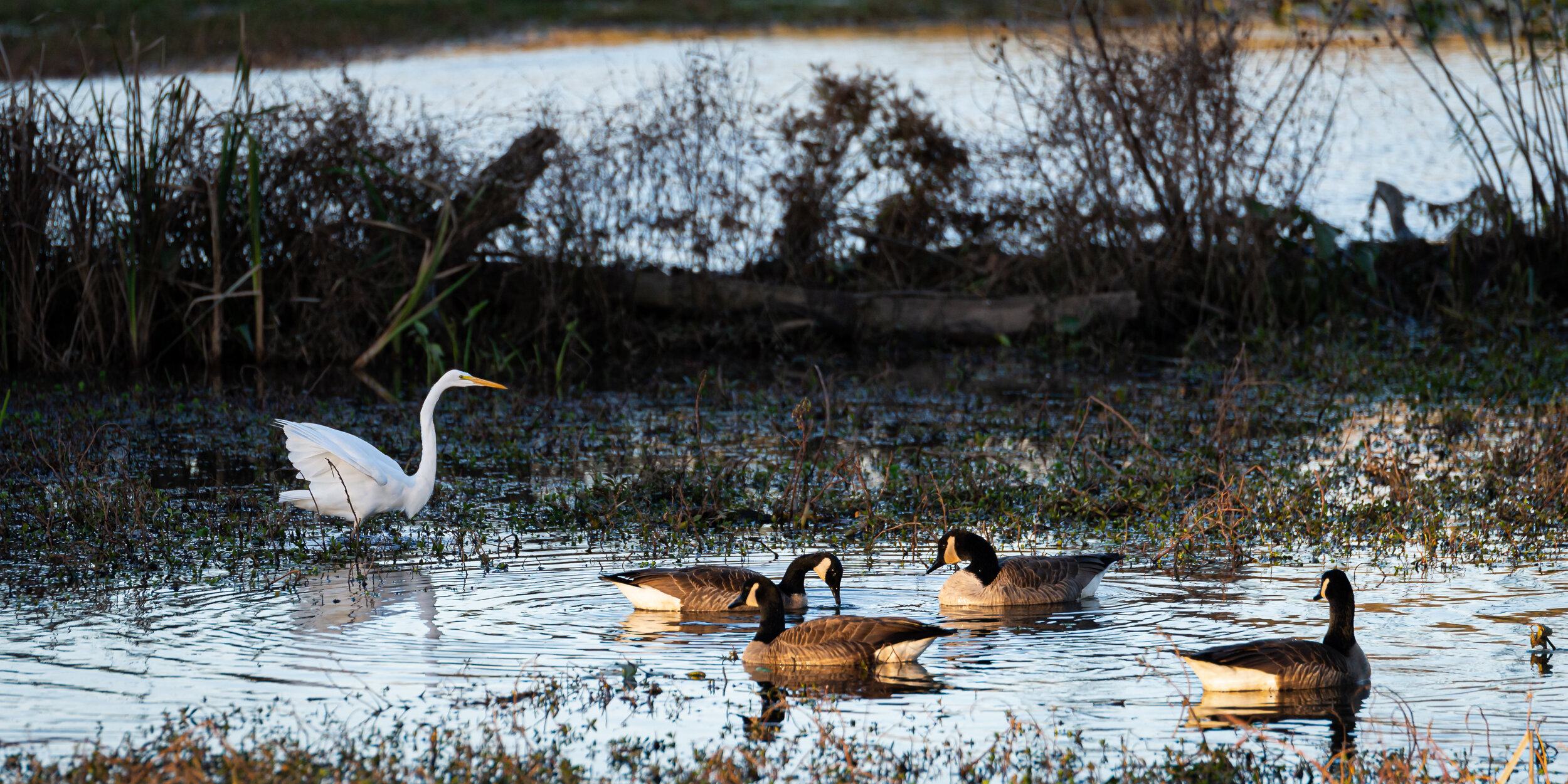 egret flies short distance, lands on edge of sunlit area