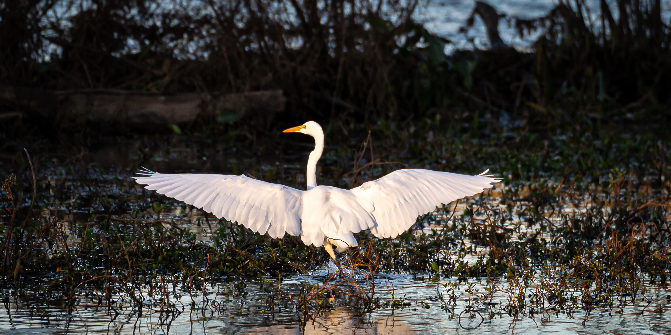 egret dances in the morning sun