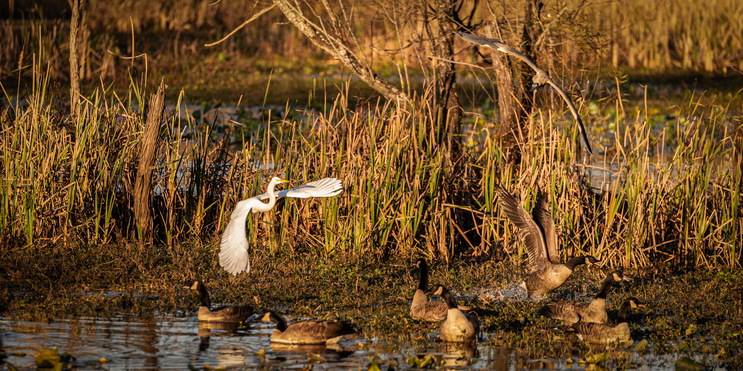 egret and heron prepare to do battle