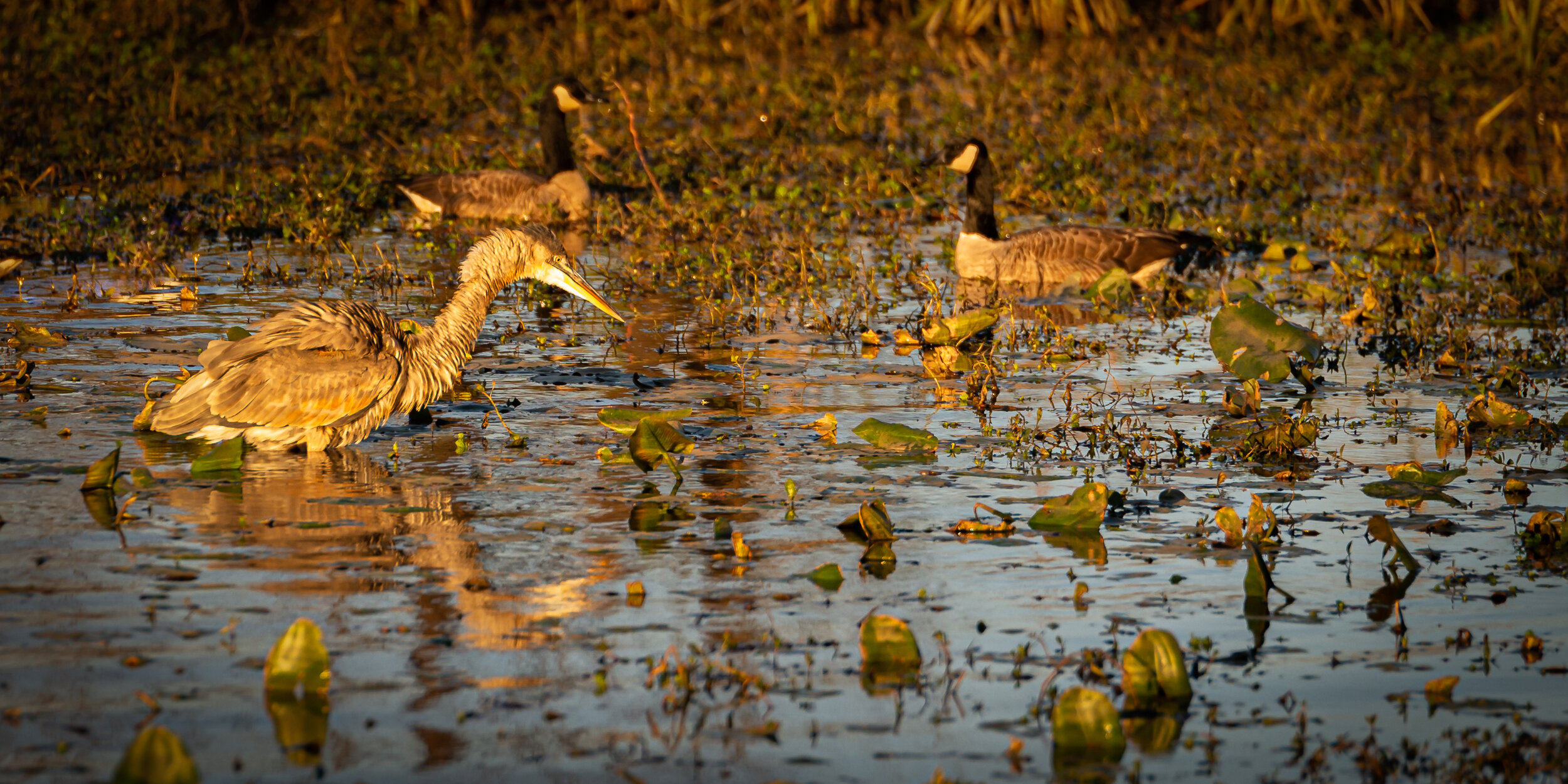 still rattled from the battle, the heron eyes some food