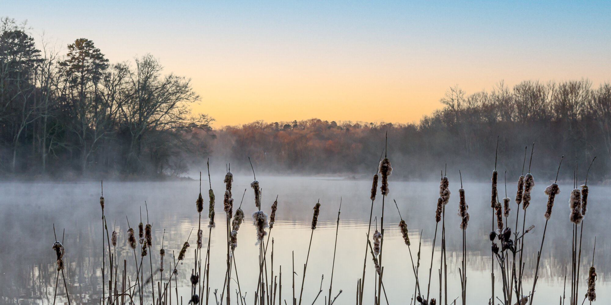 through the reeds