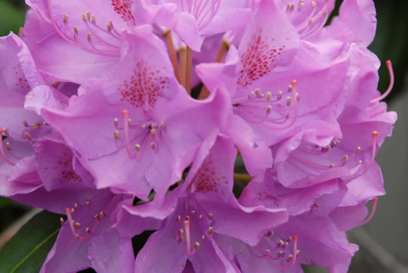 flower_23.jpg