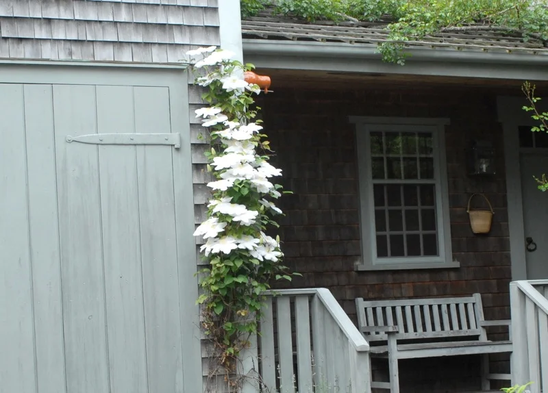 vine_with_flowers_32.jpg