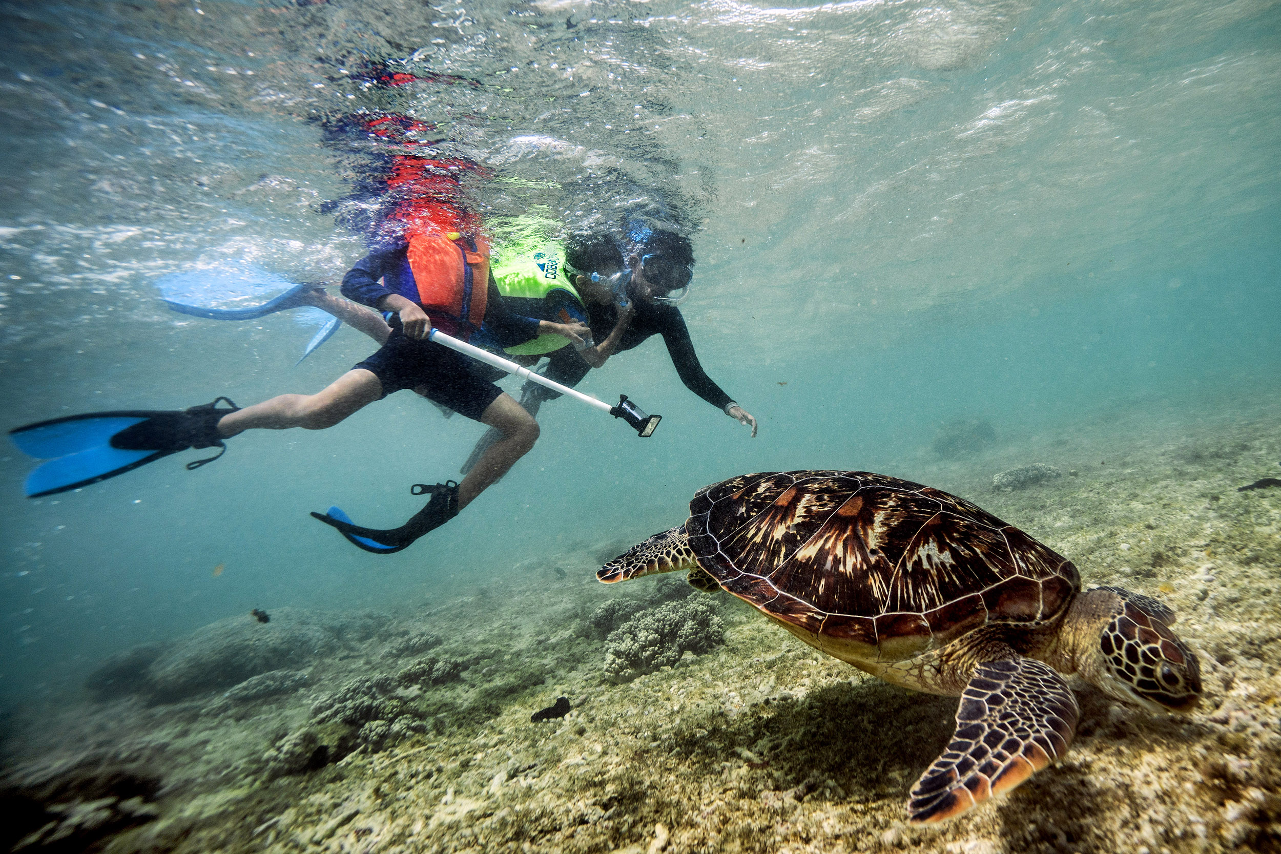 Admiring Sea Turtle Underwater