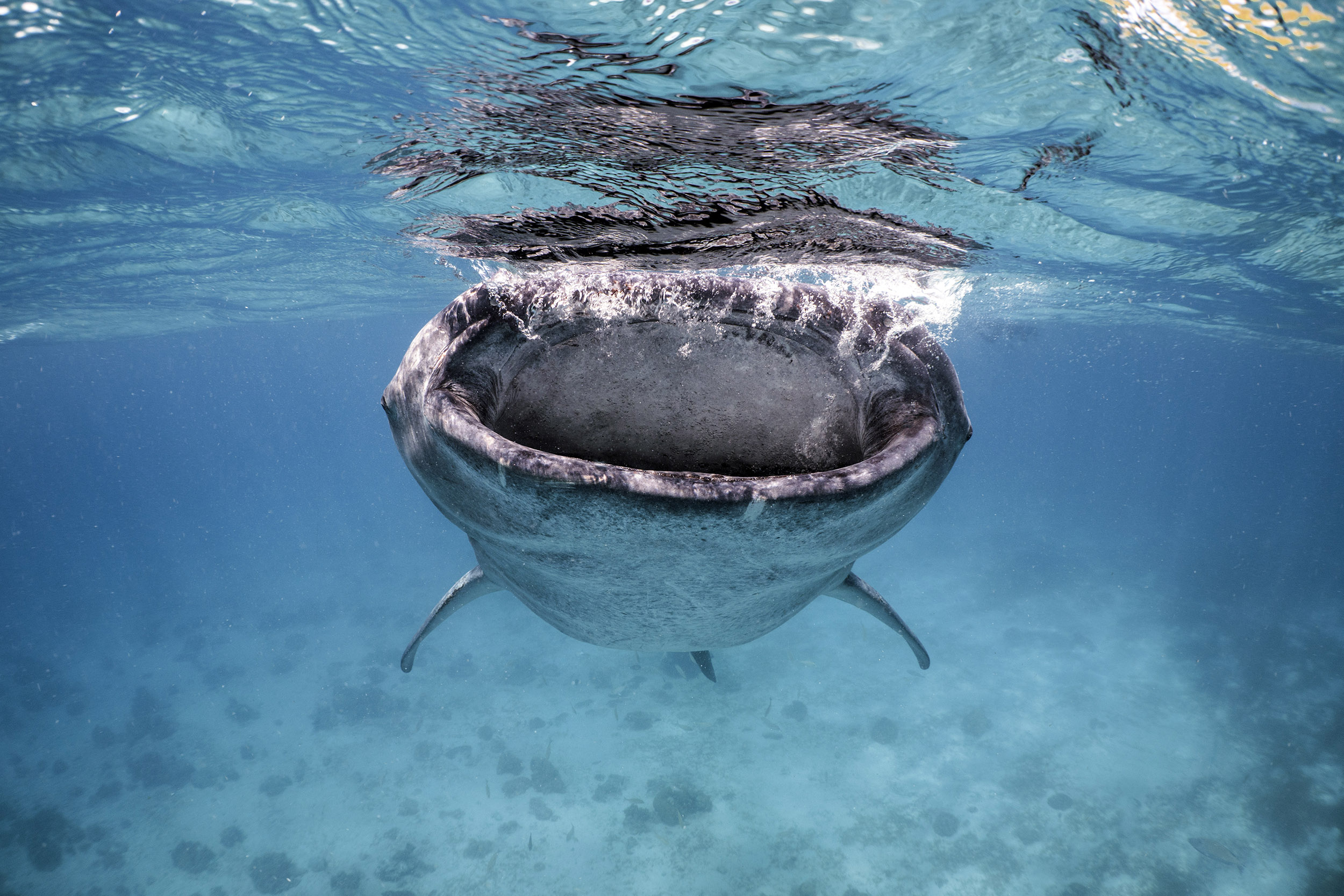 Whale Shark in the Philippines