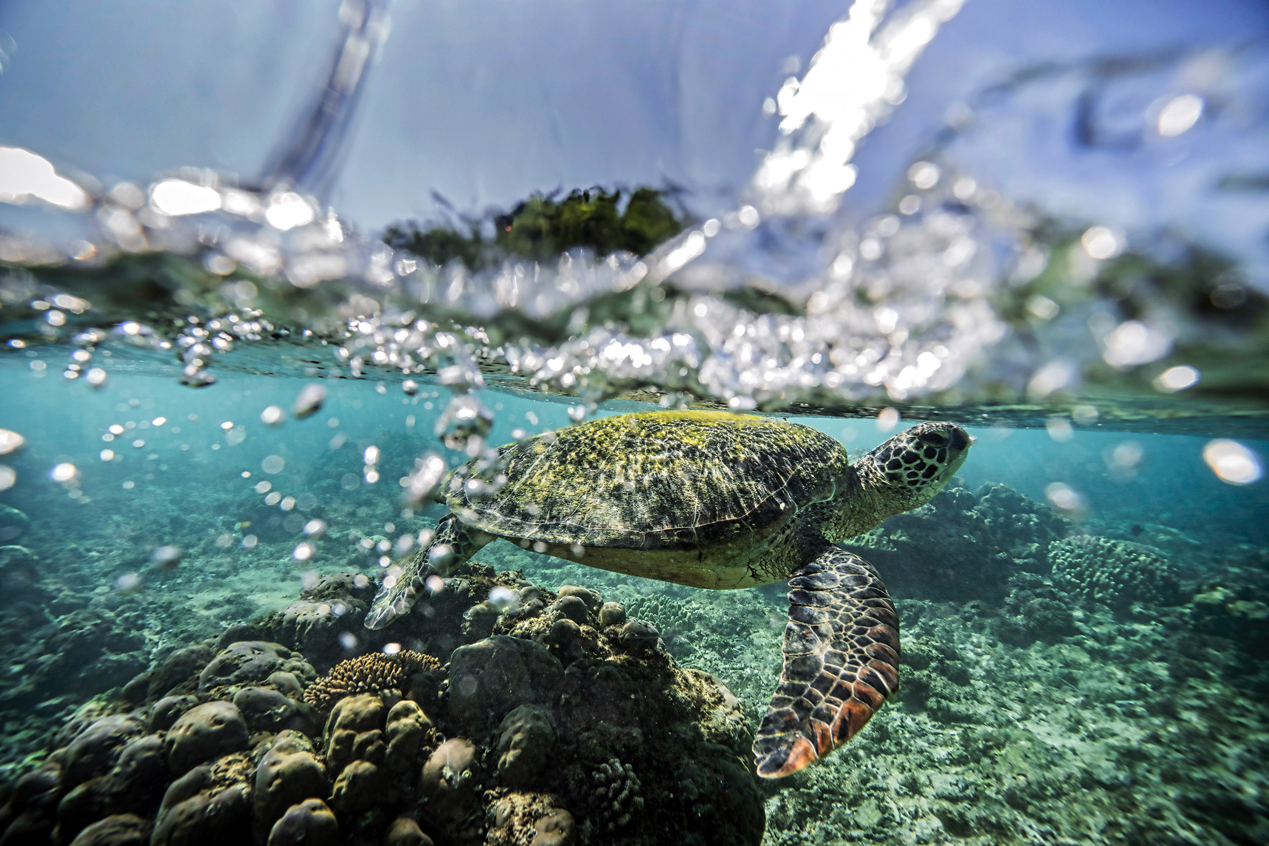 Sea Turtle in the Philippines