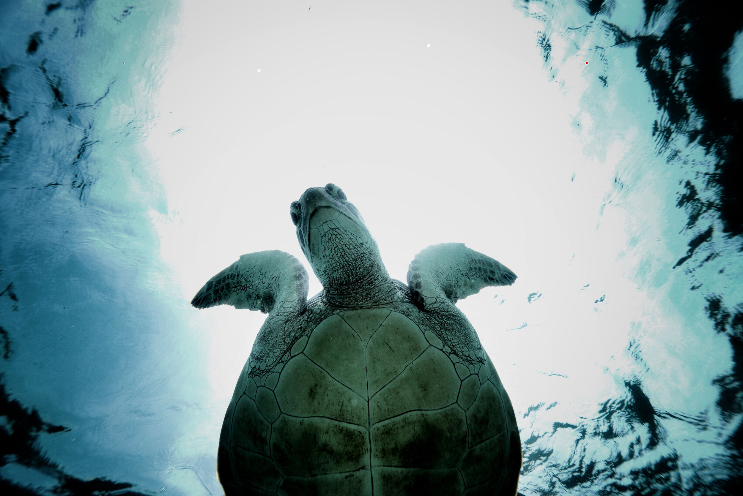 Sea Turtle Underwater View