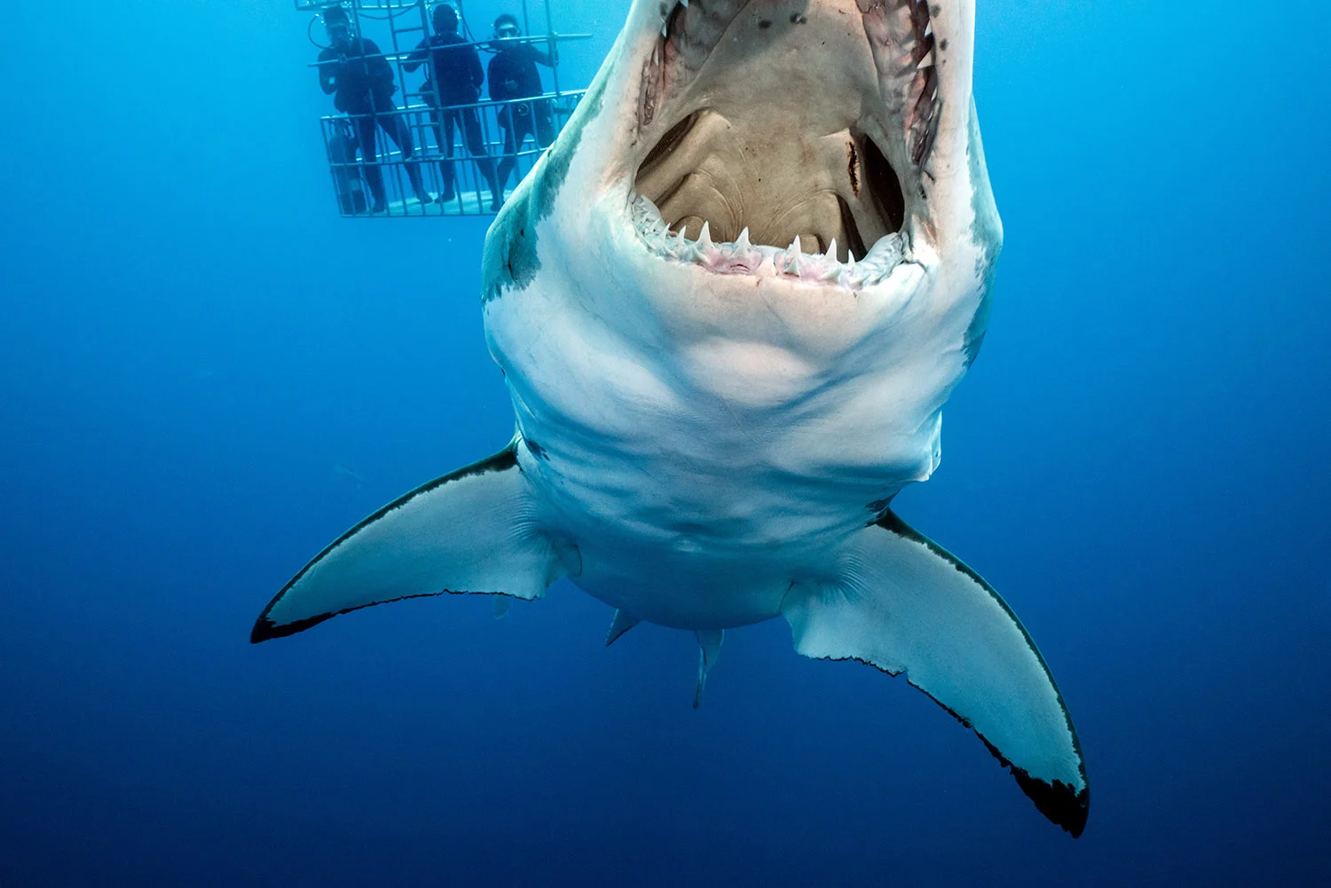 20151111_NYT_GreatWhites_1433.jpg