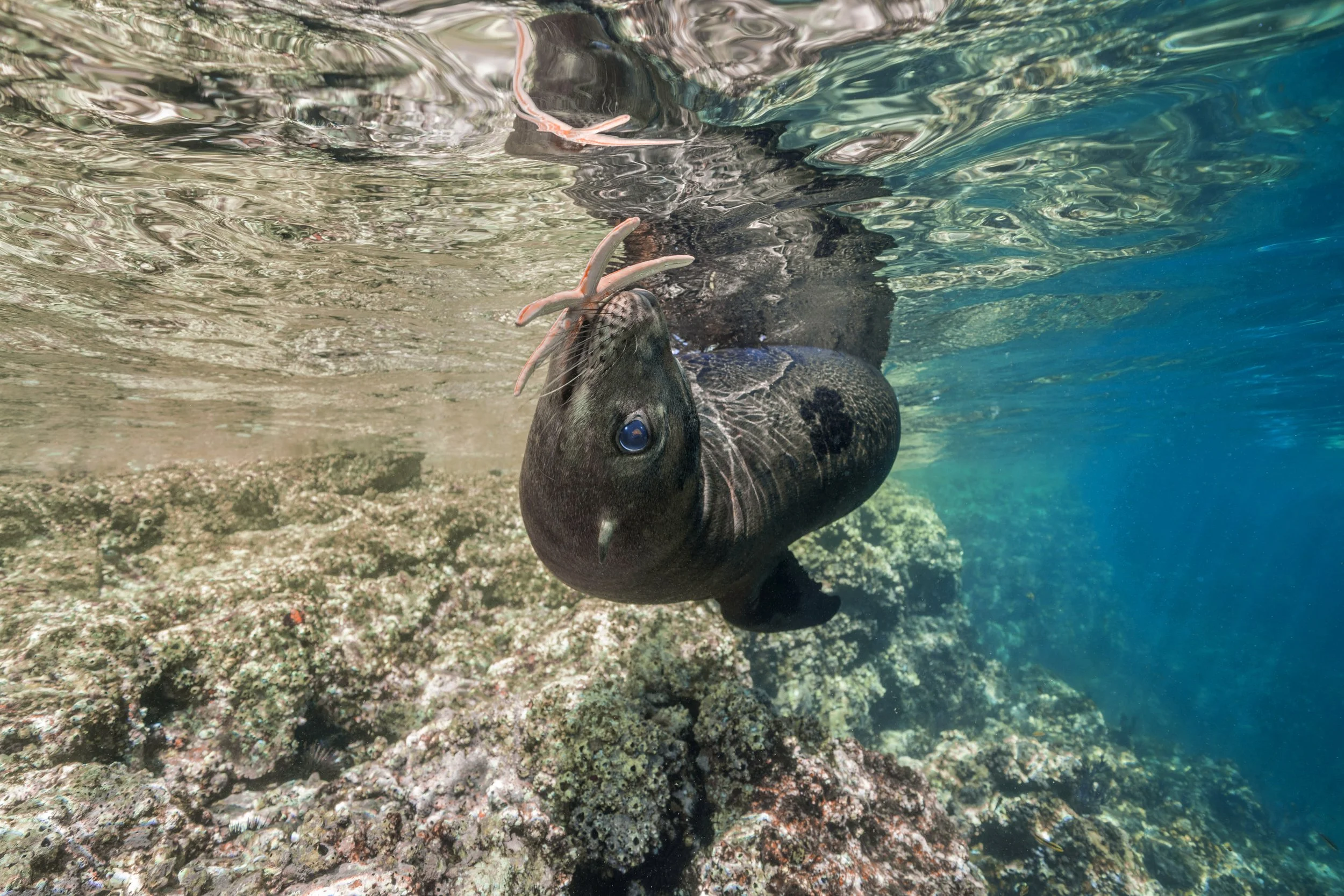 20171111_SeaLions_0794.jpg