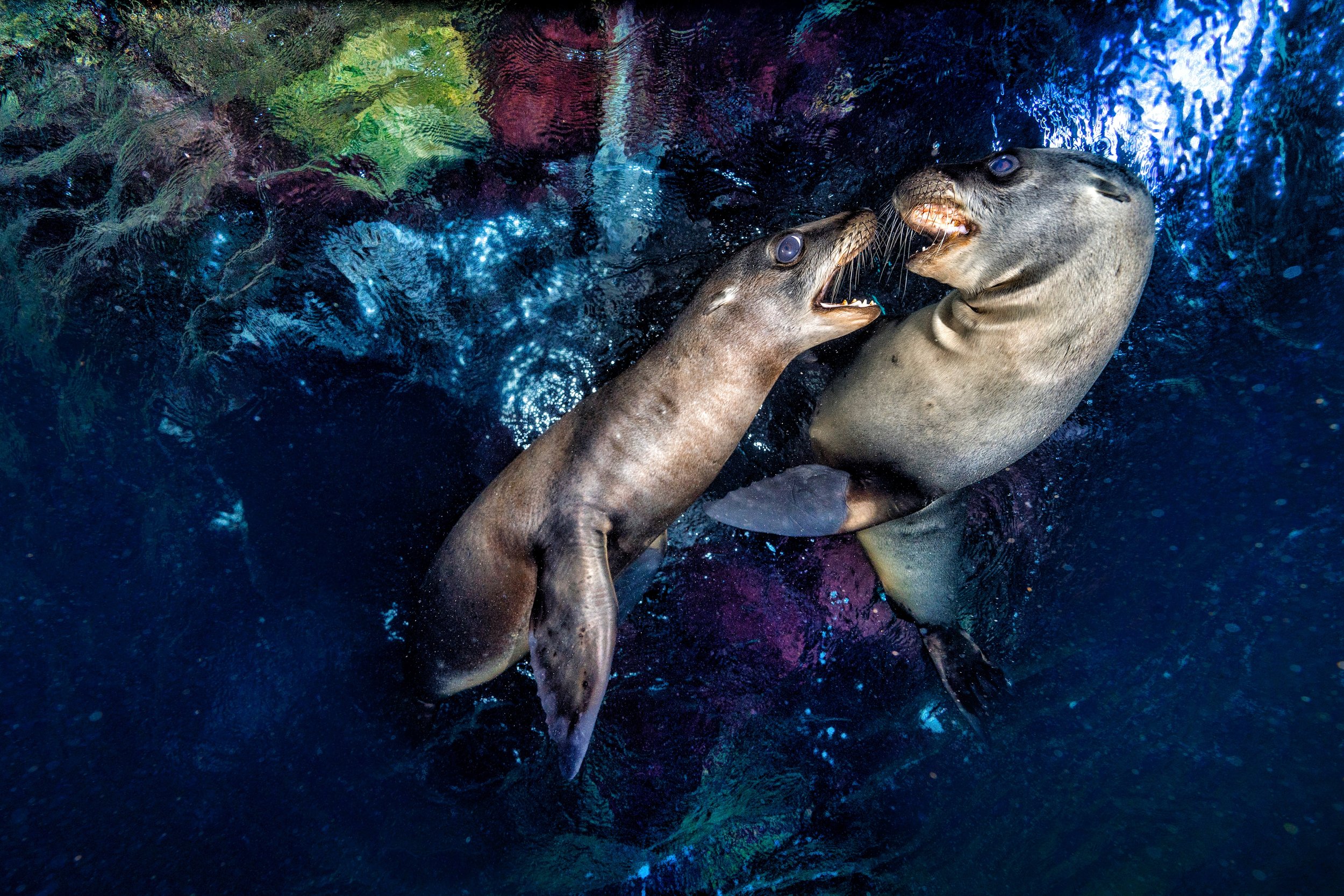 20171111_SeaLions_2044c.jpg
