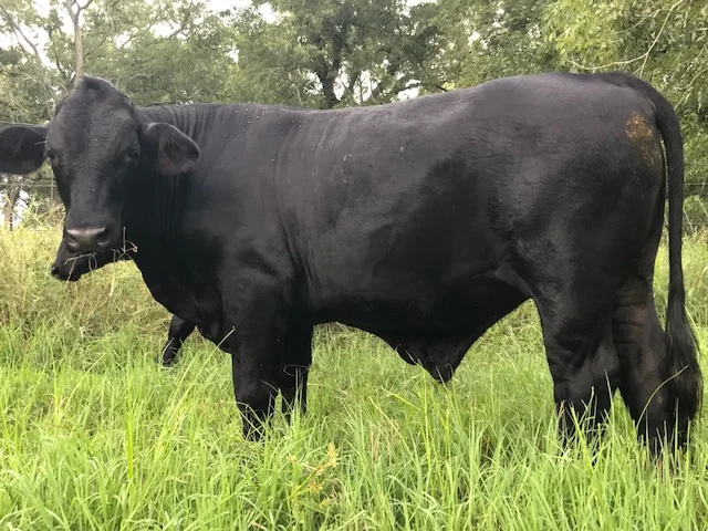A Healthy and happy looking steer is the biggest indication of tender, flavorful beef.