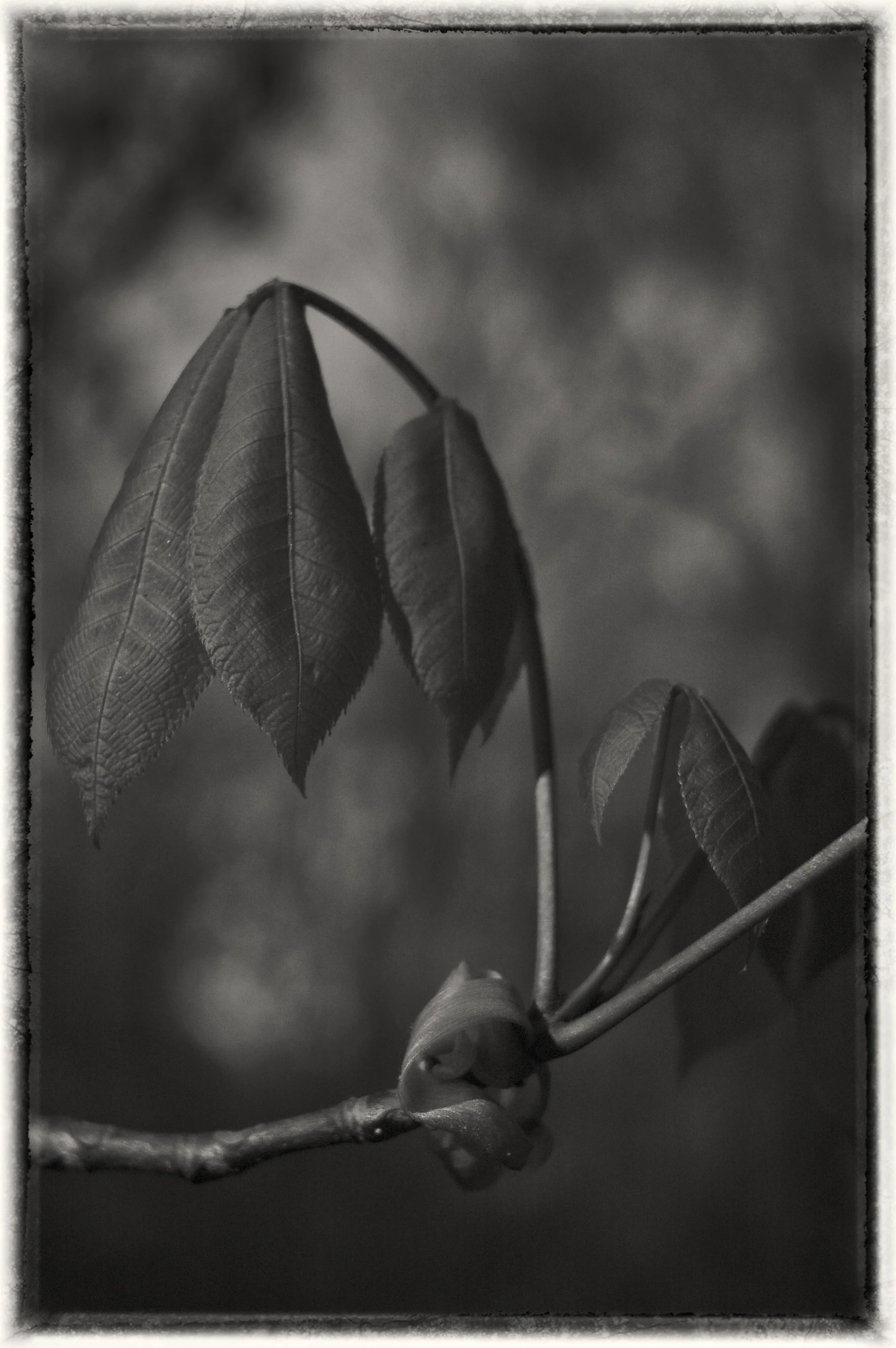 Spring Beginning on the Wissahickon #4.jpg
