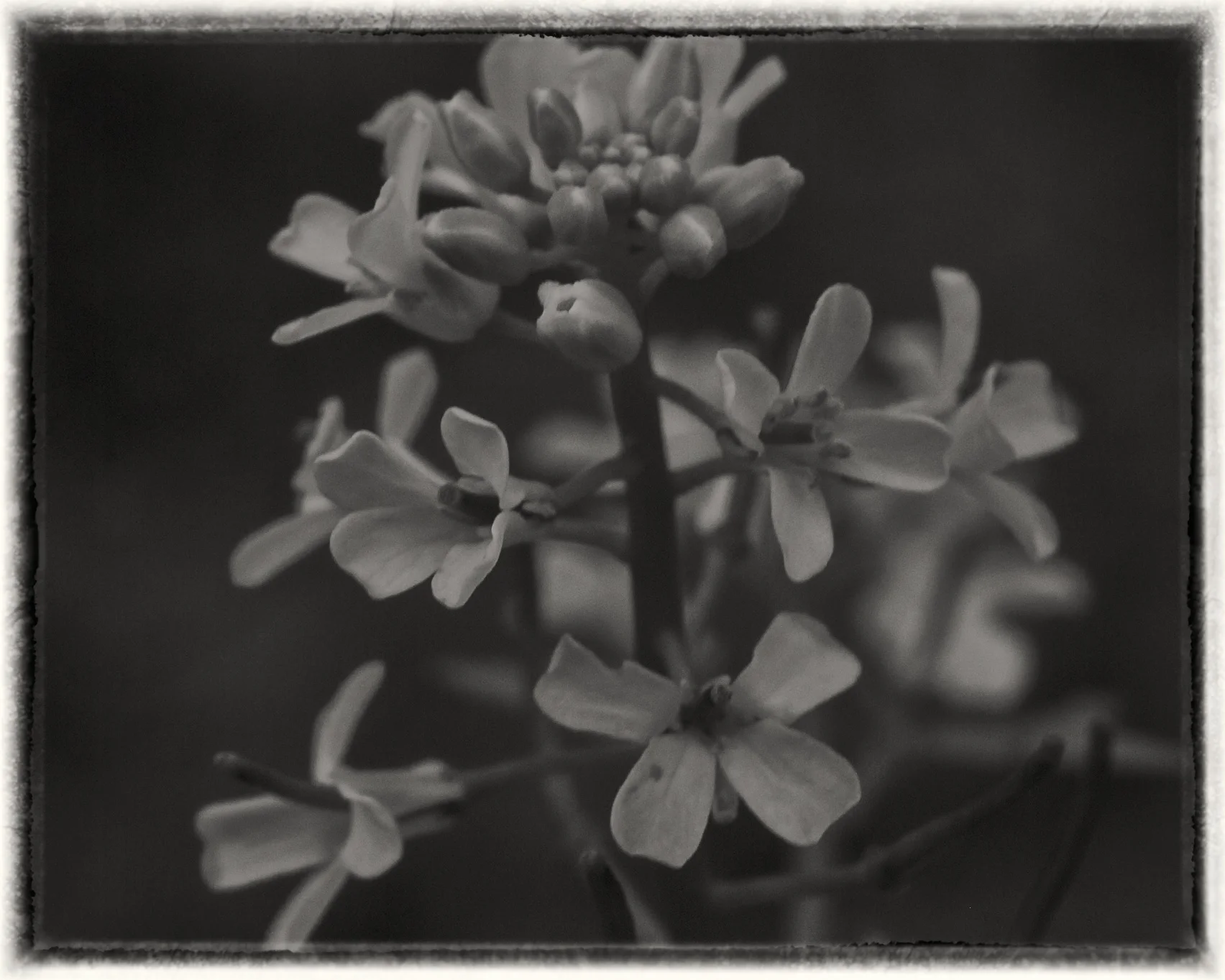 Spring Beginning on the Wissahickon #8.jpg
