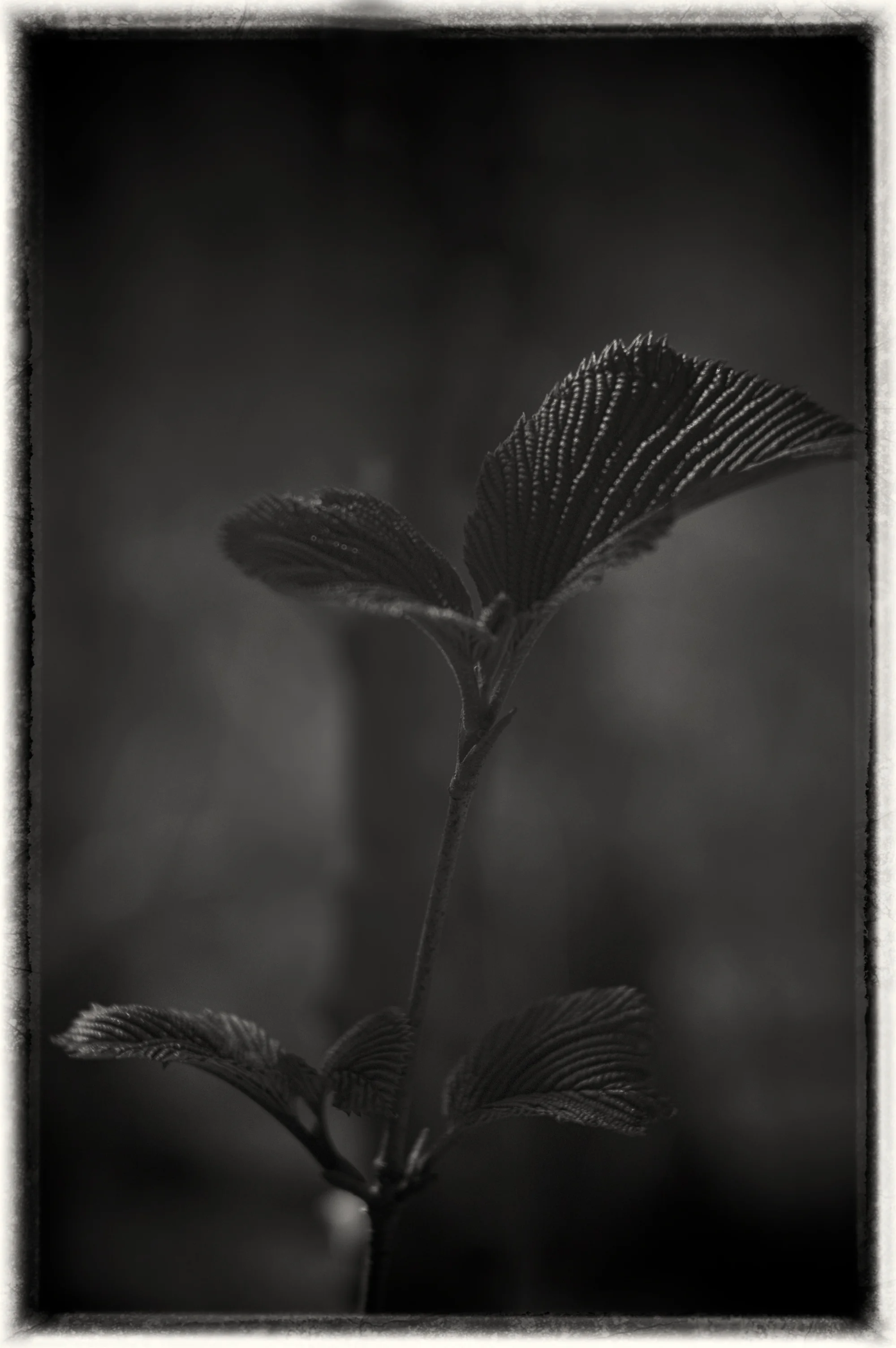 Spring Beginning on the Wissahickon #10.jpg