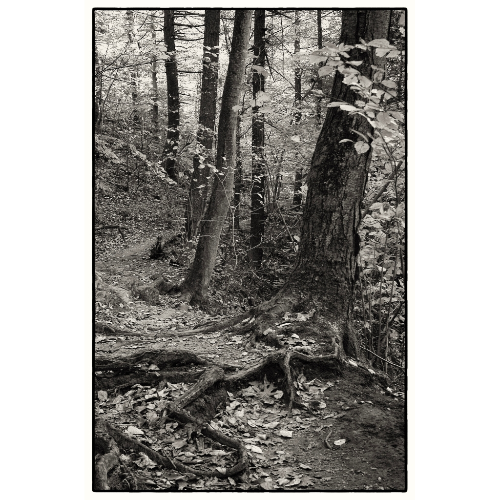 Wissahickon