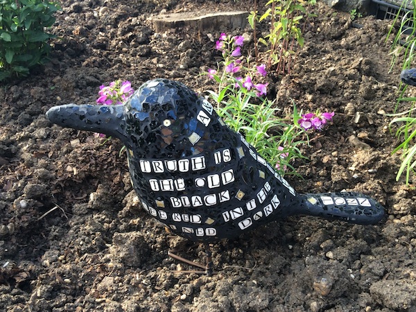 One of Shona's crows comes to rest in her garden.
