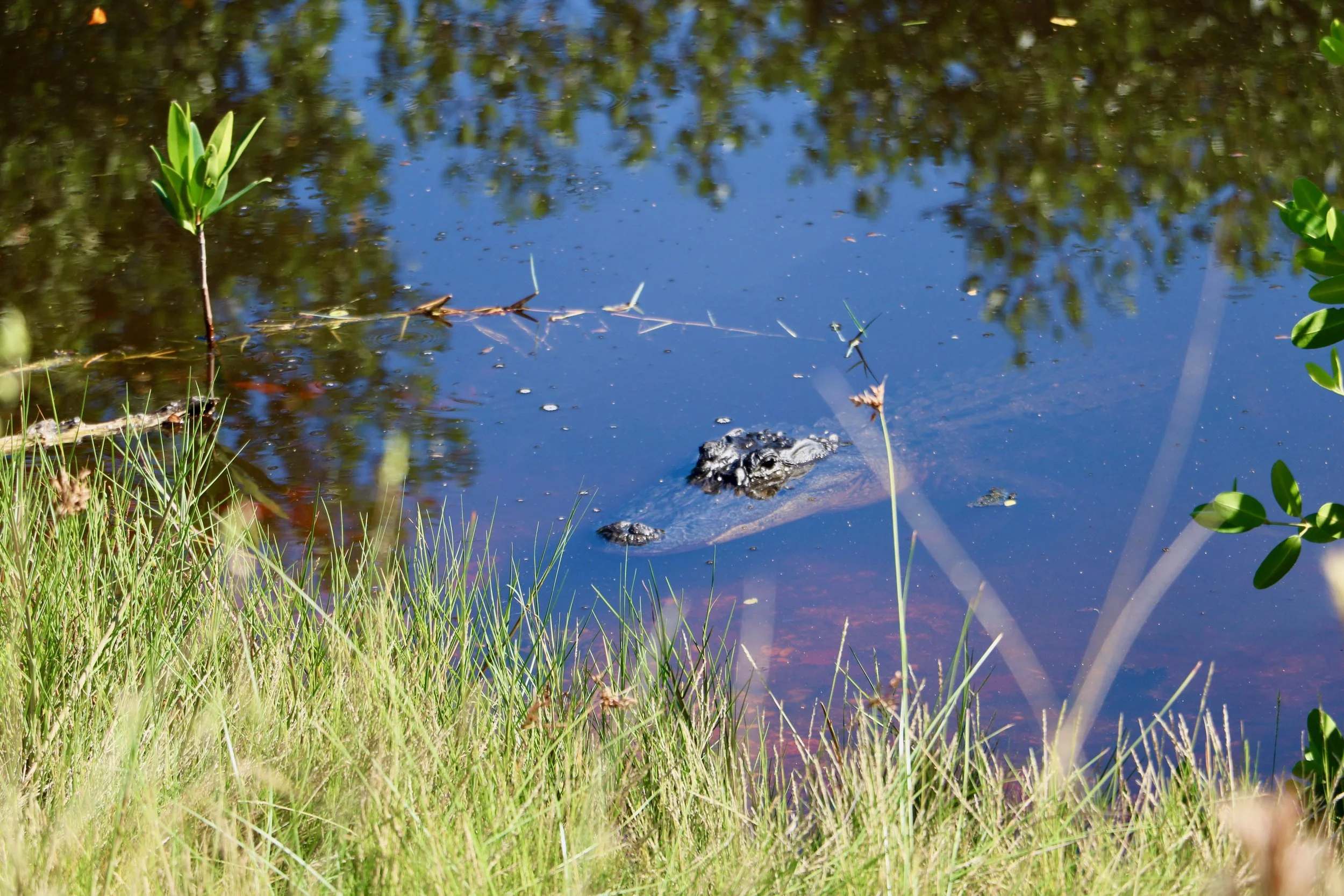 OK, I got caught up in the excitement of seeing a roadside alligator. I should not have been this close. He was BIG.
