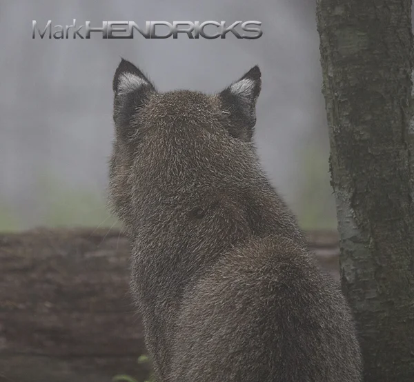 Bobcat-Back.jpg
