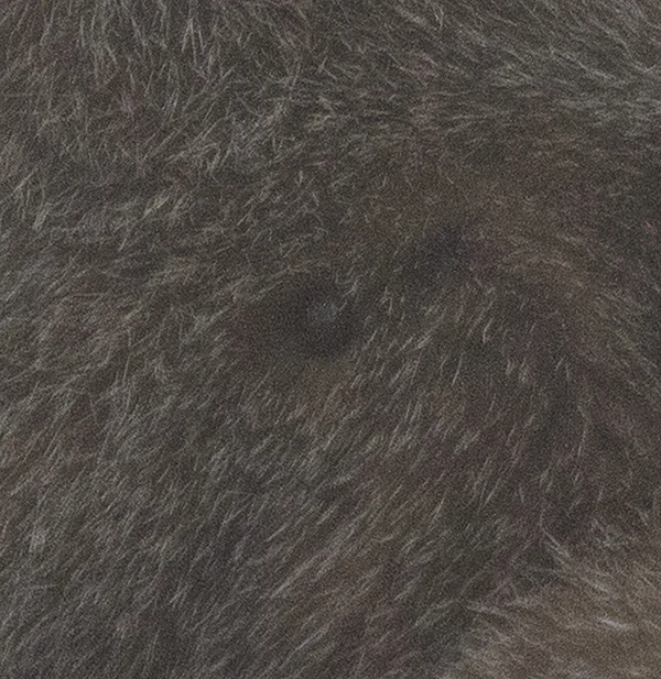 Bobcat-Tick.jpg