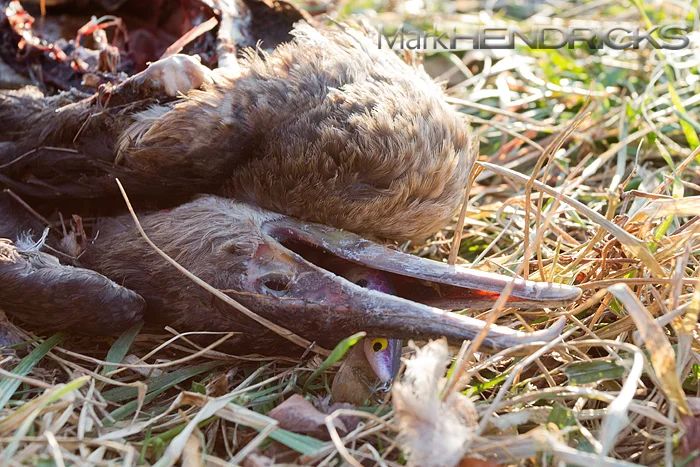 Fishing lure stuck in the throat of a dead Cormorant