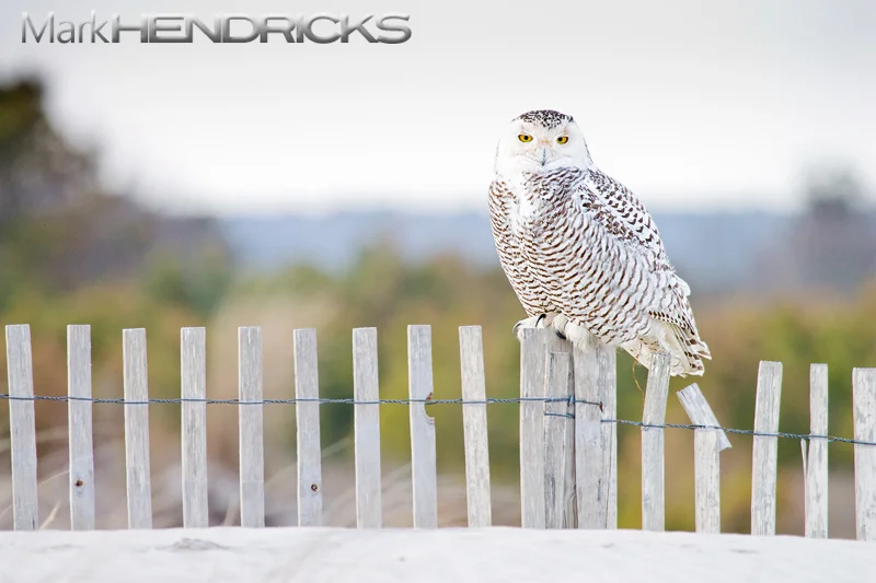 snowyowl3processed.jpg