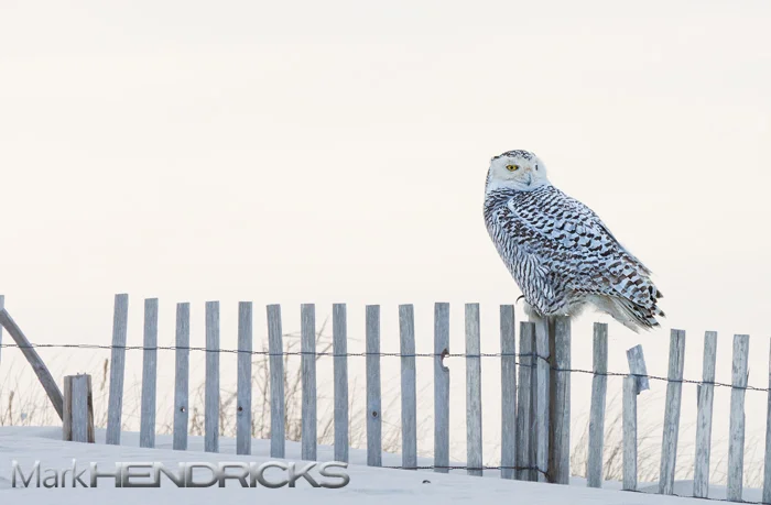 snowyowl2.jpg