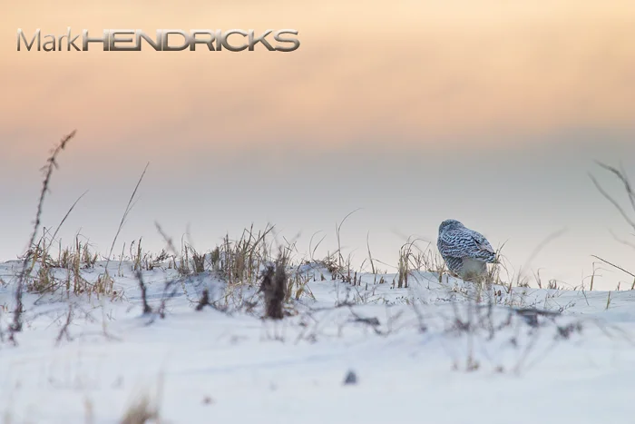 Snowy Owl January 2014. Under a Blood Orange Sky.