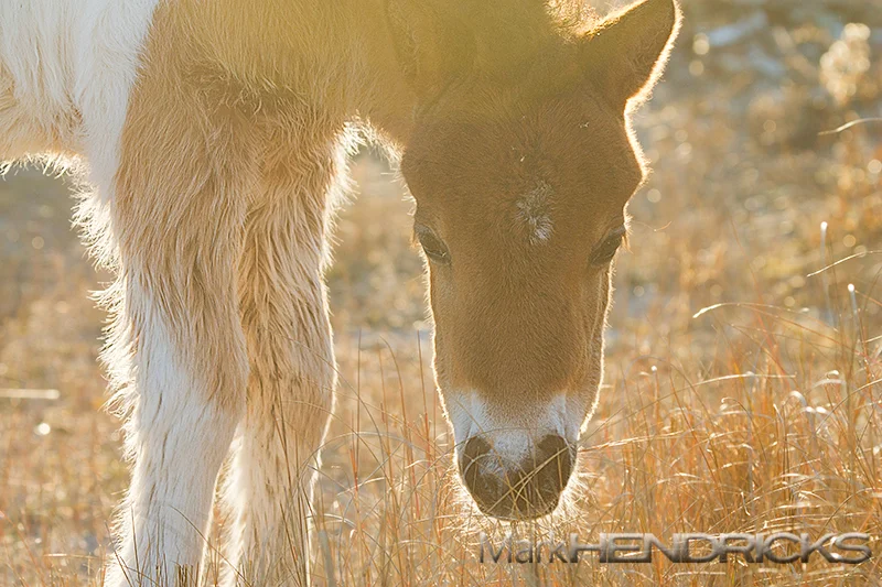 Assateague Island Foal born December 2013. The Chesapeake Bay and Coastal Bay Watersheds link the Chesapeake Bay and Atlantic Ocean.