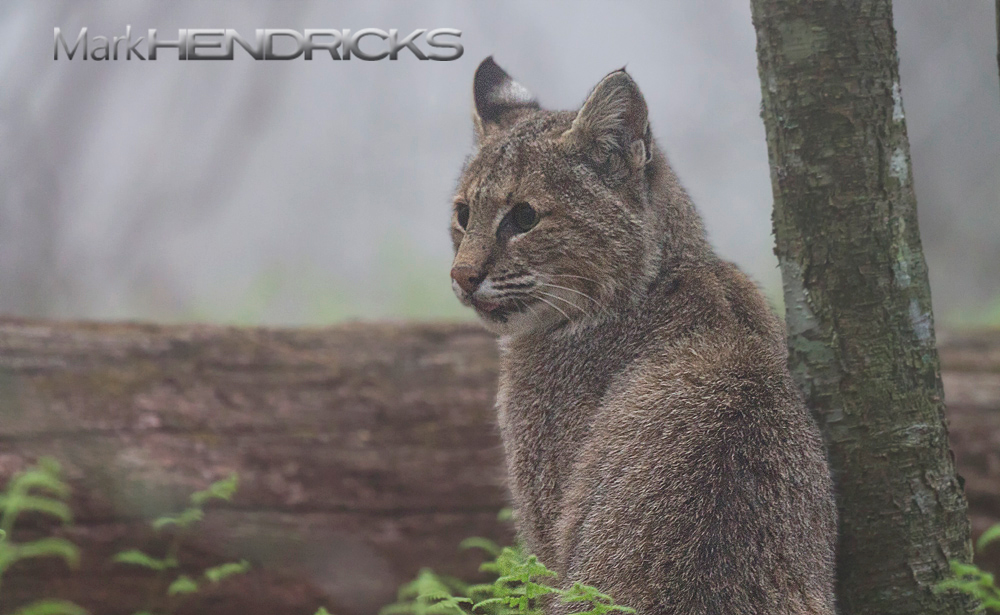 A Bobcat within a fog filled forest in Shenandoah National Park. One of the most exciting, and thrilling, moments I've encountered while documenting the watershed was the morning I spent with this Bobcat. Most people are not aware that Bobcats may live in their area, as they are very elusive and wary of humans. While not one of the largest wild cats the Bobcat is very adaptable and very powerful predator, capable of hunting adult deer. 
