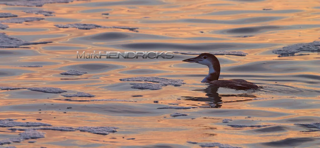 Common during the fall and winter months, Common Loons can be found within each of the Coastal Bays. They may also be found surfing among the waves along the Atlantic Shoreline, like this one. The winter plumage is not of the striking checkerboard patterns seen in the summer months but of a metallic grey, which brings its own form of subtle beauty.