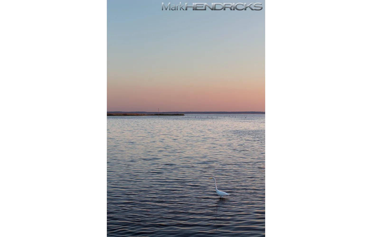 A Great Egret stands stoically in a tidal marsh at twilight. Unlike the Great Blue Heron, the Great Egret is a seasonal Bay resident from Spring through Autumn. Though more are being seen during the winter than in years past .