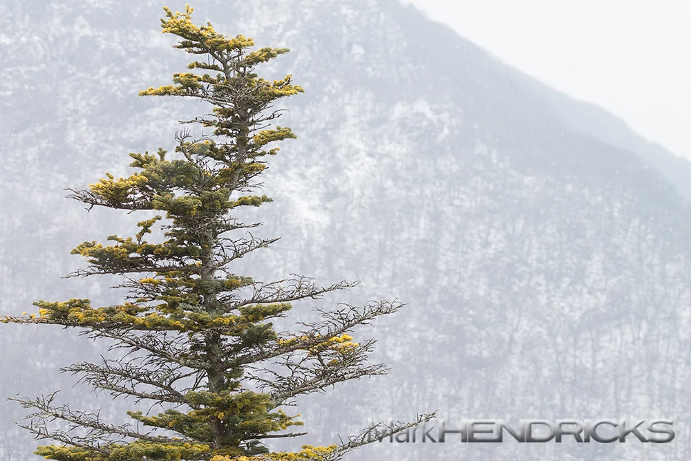 A Balsam Fir stands in front of a snow covered mountain. This conifer is more common in eastern and central Canada as well as the Northeastern United States. However it is found in pockets in the Chesapeake Bay Watershed on high peaks of the Appalachian Mountains of Pennsylvania, West Virginia, and Virgina. The Fir needs a cool climate and abundant moisture. 