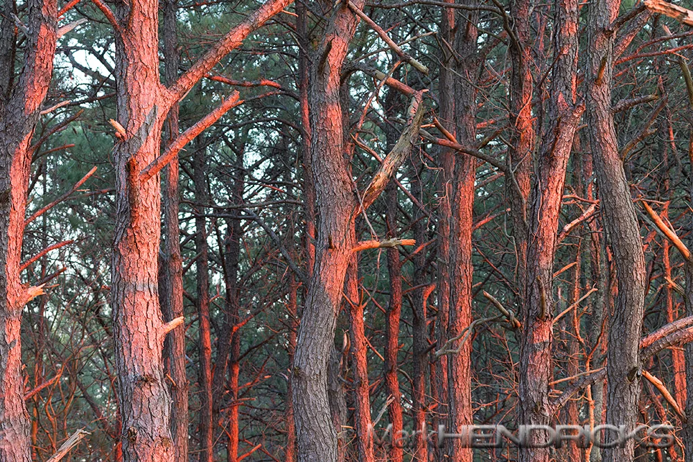 The maritime forests of the barrier island are mostly lobolly pine with scrub pine and greenbrier mixed underneath. You can also find sassafras, oak, and sweetgum. The central forests of the Coastal Bays are more protected from the salt-laden winds and over wash near the dunes providing ample safe nesting for a variety of bird species.