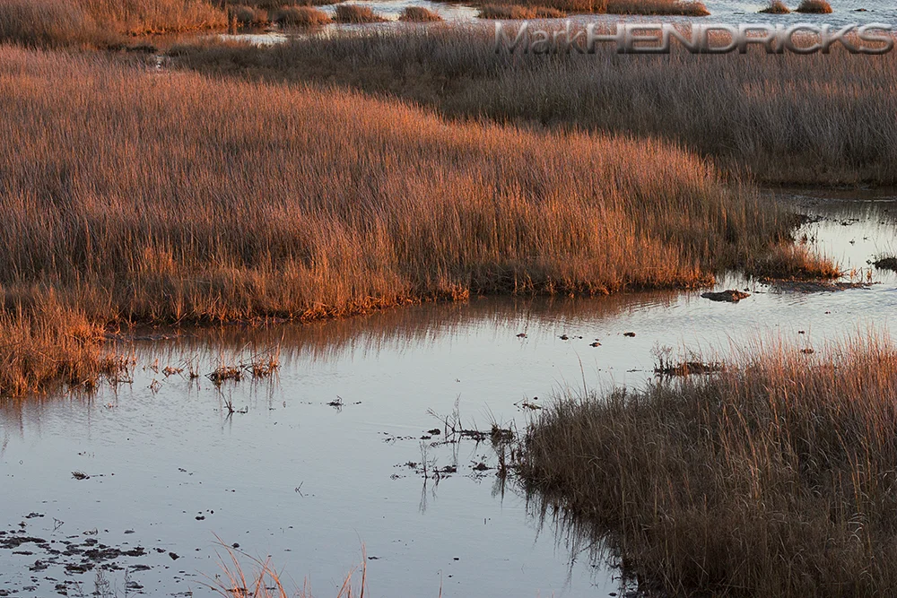 The tidal marshes in the Coastal Bays actually differ from their counterparts in the Chesapeake Bay Watershed. The wetlands in the Coastal Bays formed as a result of sediment accretion as it grew above sea level. The Chesapeake Bay tidal marshes, in contrast, are a more recent development due to sediment drops by streams and estuaries. 