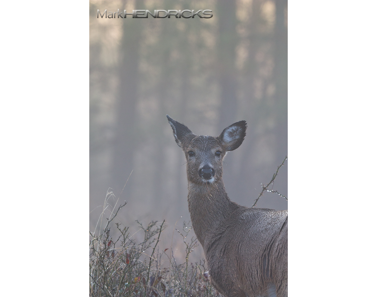 A Whitetail Deer saturated in morning mist on Assateague Island.