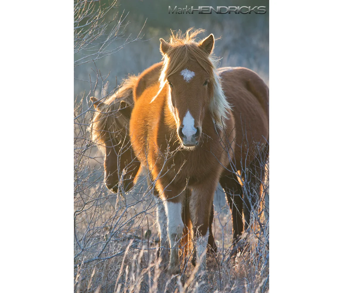 The most famous inhabitants of the Coastal Bays Watershed are the wild horses of Assateague Island. The novel Misty of Chincoteague comes alive here everyday. Though the exact cause of their coming to the islands are apocryphal and shrouded in mystery. The most popular story is that of horses who survived shipwreck and swam to the island, though what is more likely is that they are of descendents of horses brought to the island by farmers wanting to avoid taxation of livestock. 