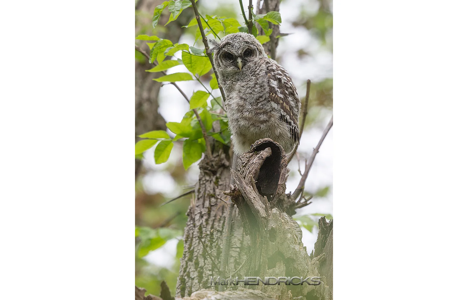 BlueRidge_BarredOwl_Hendricks.jpg